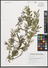 Foto von Salix purpurea L.